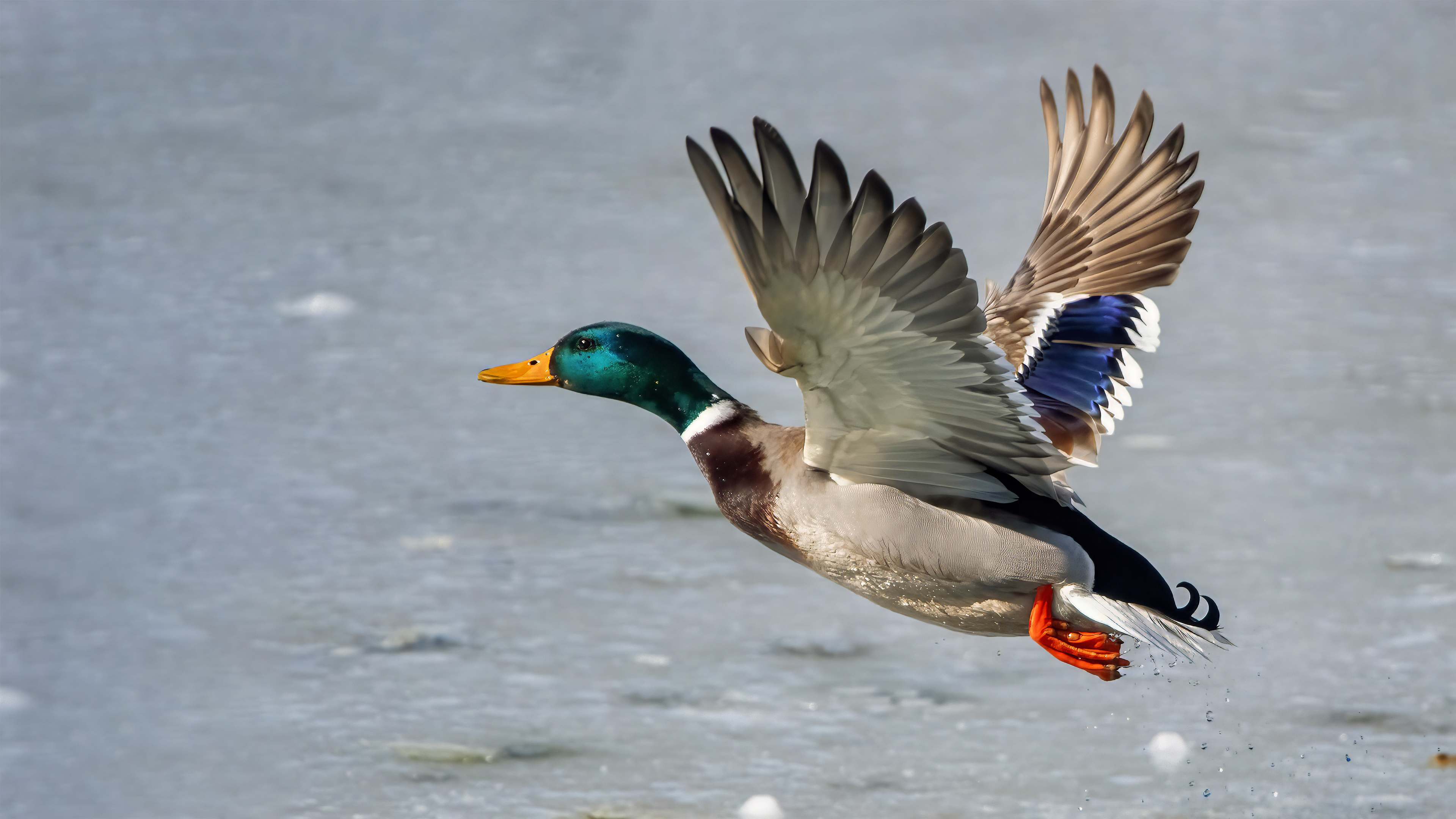 Mallard